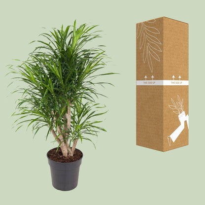 Kamerplant - Dracaena Anita - Luchtzuiverend - Pot Ø 24cm Hoogte ↕ 100cm