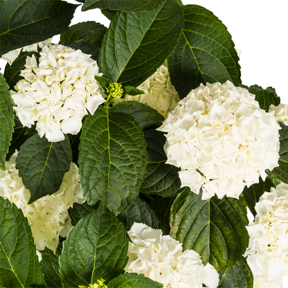 Buitenplant - Hydrangea Macrophylla White - Bloeiend - Pot Ø 24cm Hoogte ↕ 70-80cm