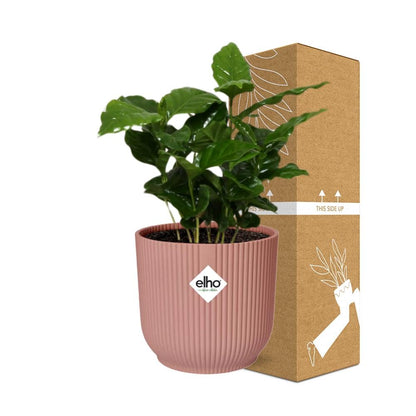 Kamerplant - Coffea Arabica - Pot Ø 14cm