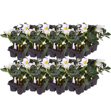 Buitenplant - Helleborus niger 'Christmas Carol' - Set van 48 stuks - Bloeiend