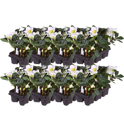 Buitenplant - Helleborus niger 'Christmas Carol' - Set van 48 stuks - Bloeiend