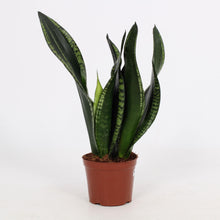 Kamerplant - Sansevieria Whitney - Pot Ø 12cm Hoogte ↕ 27cm