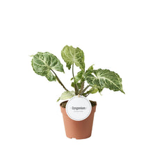 Kamerplant - Syngonium Batik - Pot Ø 12cm Hoogte ↕ 20cm