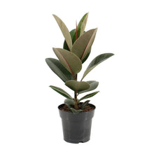 Kamerplant - Ficus Elastica Robusta - Pot Ø 17cm Hoogte ↕ 55cm