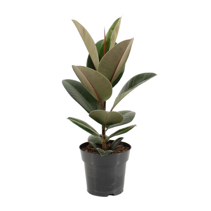 Kamerplant - Ficus Elastica Robusta - Hoogte ↕ 35-95cm