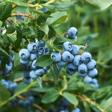 Buitenplant 2x Vaccinium corymbosum 'Goldtraube' - Fruitplant - Pot Ø 11cm Hoogte ↕ 40cm