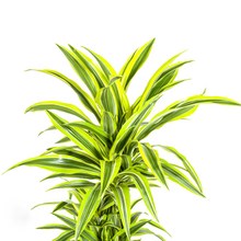 Kamerplant - Dracaena Deremensis Lemon Lime - Pot Ø 24cm Hoogte ↕ 130-150cm