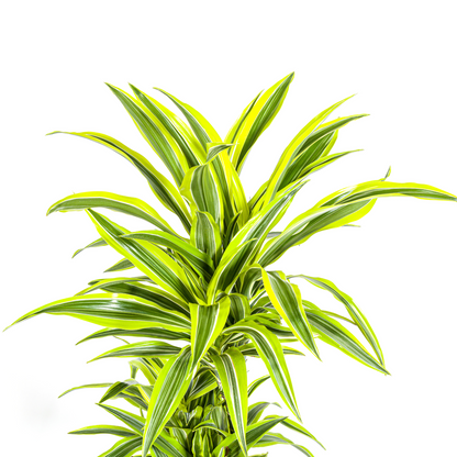 Kamerplant - Dracaena Deremensis Lemon Lime - Pot Ø 24cm Hoogte ↕ 130-150cm