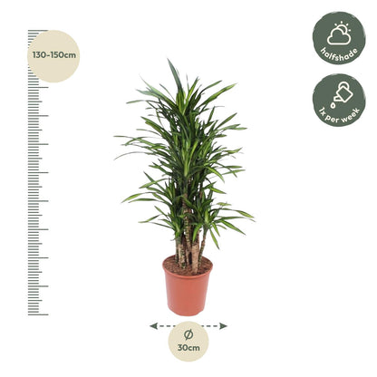 Kamerplant - Dracaena Riki - Pot Ø 30cm Hoogte ↕ 140cm