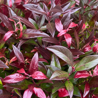 Buitenplant - Leucothoe Zeblid - Groenblijvend - Pot Ø 17cm Hoogte ↕ 45cm