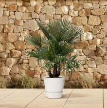 XL plant - Trachycarpus multi stam - Winterhard - Pot Ø 50cm Hoogte ↕ 230cm