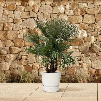 XL plant - Trachycarpus multi stam - Winterhard - Pot Ø 50cm Hoogte ↕ 230cm