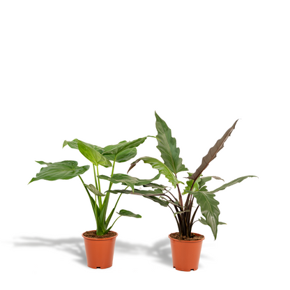 Kamerplant Duo - Alocasia Cucullata + Alocasia Lauterbachiana