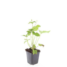 Buitenplant 48x Anemone hyb. 'Honorine Jobert' - Bloeiend - Pot Ø 9cm Hoogte ↕ 10-25cm