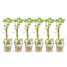 Buitenplant 6x Ribes rubrum Witte Hollander - Winterhard - Pot Ø 9cm Hoogte ↕ 25cm