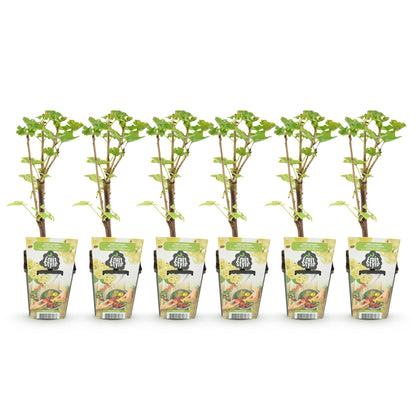 Buitenplant 6x Ribes rubrum Witte Hollander - Winterhard - Pot Ø 9cm Hoogte ↕ 25cm