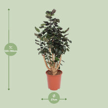 Kamerplant - Polyscias Fabian - XL - Pot Ø 27cm Hoogte ↕ 130cm