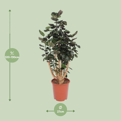 Kamerplant - Polyscias Fabian - XL - Pot Ø 27cm Hoogte ↕ 130cm
