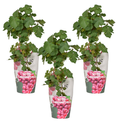 Buitenplant 3x Vitis Pixie 'Cabernet Franc' - Pot Ø 14cm Hoogte ↕ 30cm