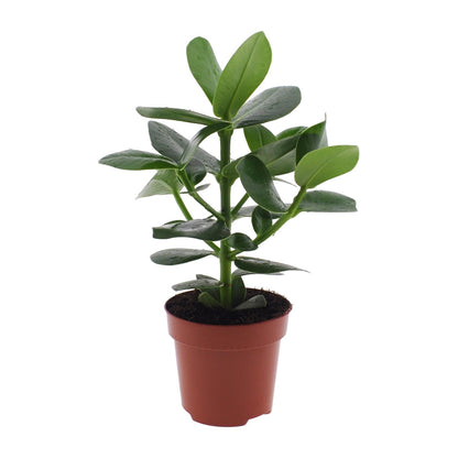 Kamerplant - Clusia Rosea Princess - Pot Ø 12cm Hoogte ↕ 15cm