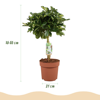 Kamerplant - Schefflera Gold Capelle - Vingerboom - Pot Ø 21cm Hoogte ↕ 70-80cm