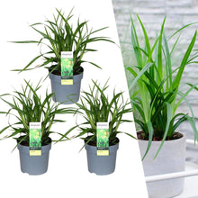 Buitenplant 3x Carex morrowi 'Irish Green' - Pot Ø 14cm Hoogte ↕ 25cm