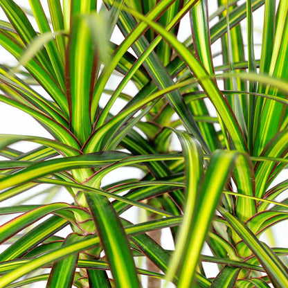 Green BoutiQ - Green is... Kamerplanten - Dracaena Sunray - Drakenbloedboom - Weinig onderhoud - met mand - Groen - 1 Plant - Pot 21cm - Hoogte 90-100cm