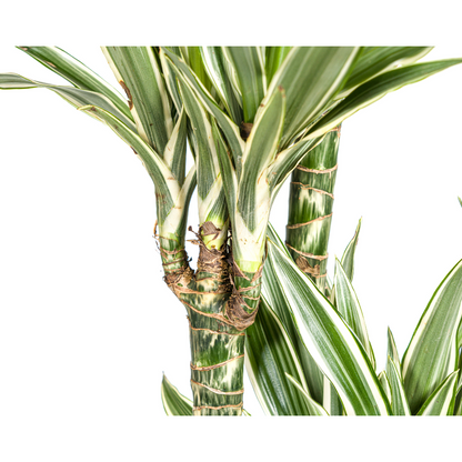 XL kamerplant - Dracaena Deremensis White Stripe - Pot Ø 27cm Hoogte ↕ 170-190cm