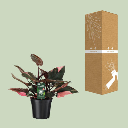Kamerplant - Philodendron Pink Princess - Pot Ø 19cm Hoogte ↕ 50cm