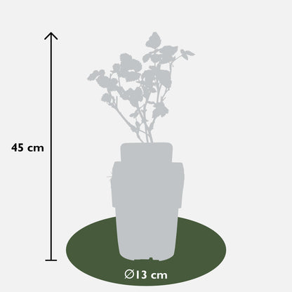 Buitenplant - Rubus fruticosus 'Black Satin' - Doornloze Braam - Pot Ø 13cm Hoogte ↕ 45cm