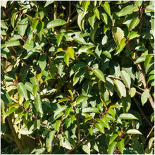 Buitenplant 6x Prunus lusitanica 'Angustifolia' - Winterhard - Haagplant 1 meter