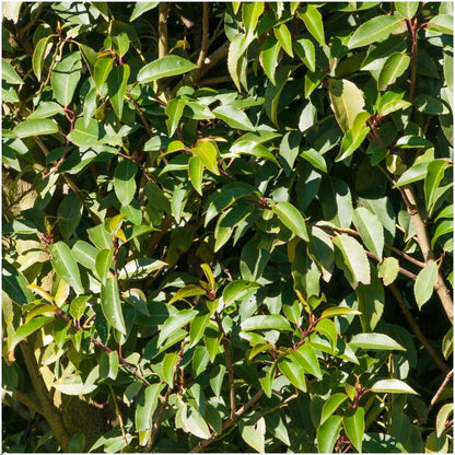 Buitenplant 6x Prunus lusitanica 'Angustifolia' - Winterhard - Haagplant 1 meter