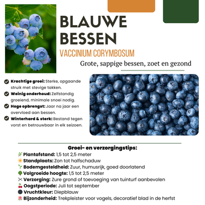 Buitenplant 6x Biologische bosbessenplanten - Pot Ø 13cm Hoogte ↕ 20cm