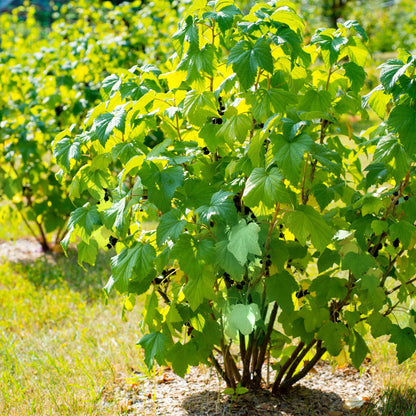Buitenplant 2x Ribes nigrum 'Titania' - Zwarte bes - Pot Ø 11cm Hoogte ↕ 40cm