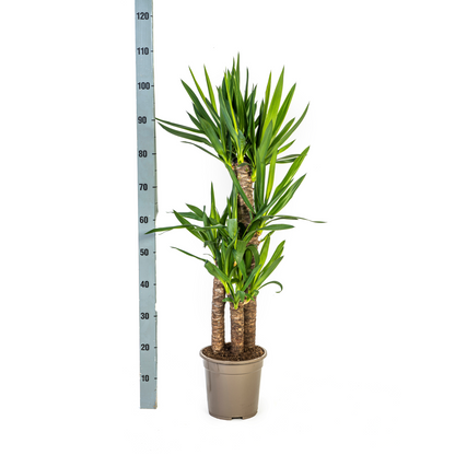 XL kamerplant - Yucca Elephantipes - Pot Ø 21cm Hoogte ↕ 90-110cm