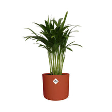 Kamerplant - Areca Palm - Luchtzuiverend - Pot Ø 14cm