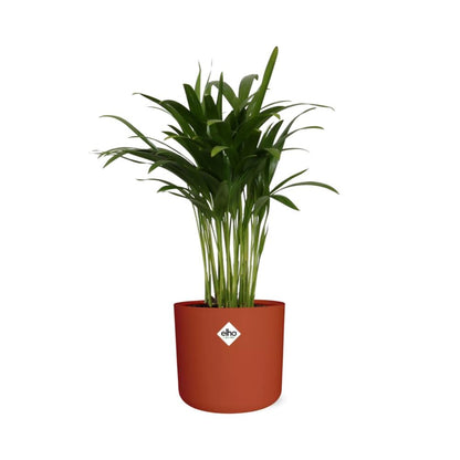 Kamerplant - Areca Palm - Luchtzuiverend - Pot Ø 14cm