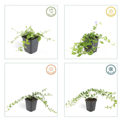 Buitenplant 24x Vinca minor - Pot Ø 9cm Hoogte ↕ 10-25cm