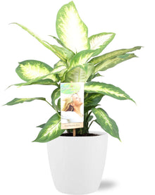 Kamerplant - Dieffenbachia Camilla - Pot Ø 17cm Hoogte ↕ 45cm