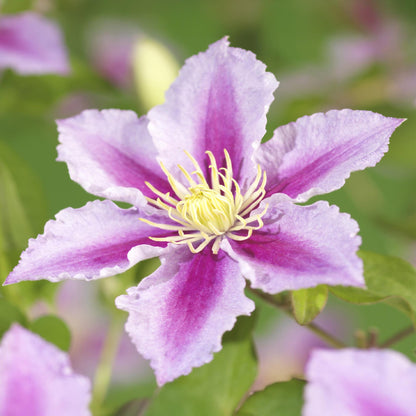 Buitenplant 2x Clematis Piilu - Bloeiend - Pot Ø 11cm Hoogte ↕ 40cm