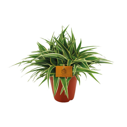 Kamerplant - Chlorophytum Ocean - Pot Ø 15cm Hoogte ↕ 25cm