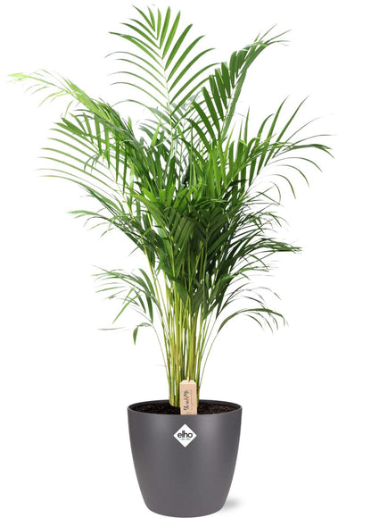 XL Kamerplant - Dypsis Lutescens (Areca) - Pot Ø 24cm Hoogte ↕ 110cm
