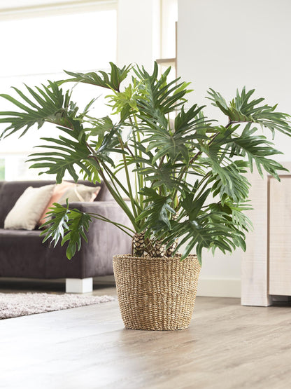 Mand Lichtbruin - Jip Naturel - XL - H31cm W37cm