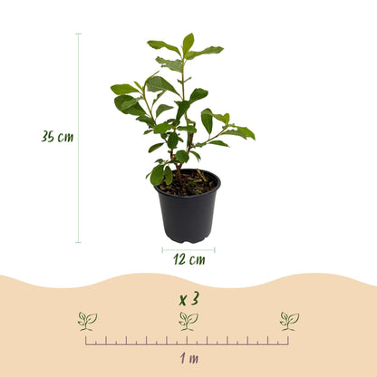 Buitenplant - Cornus florida - Bloeiend - Pot Ø 12cm Hoogte ↕ 35cm