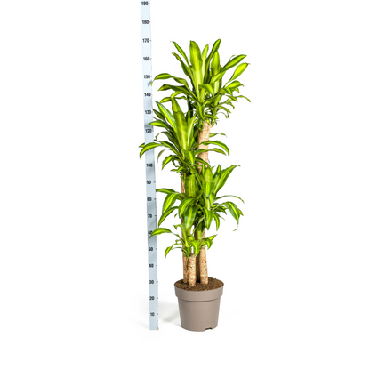 XL kamerplant - Dracaena Fragrans Massangeana - Pot Ø 30cm Hoogte ↕ 170-190cm