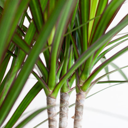 Kamerplant - Dracaena Marginata - Inclusief sierpot - Pot Ø 21cm Hoogte ↕ 95cm
