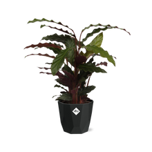 Kamerplant - Calathea Rufibarba 'Tropistar' - Pot Ø 14cm