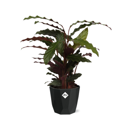 Kamerplant - Calathea Rufibarba 'Tropistar' - Pot Ø 14cm