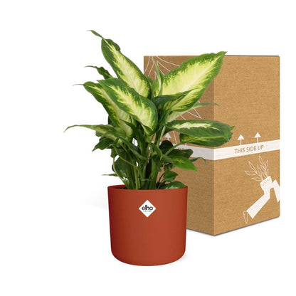 Kamerplant - Dieffenbachia 'Camilla' - Pot Ø 14cm