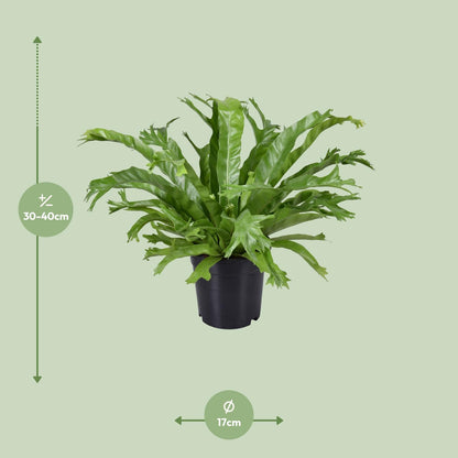 Kamerplant - Asplenium Nidus Crissie - Pot Ø 17cm Hoogte ↕ 40cm